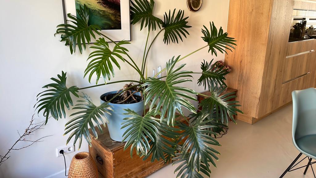 Prachtige grote Philodendron xanadu, Ophalen, Halfschaduw, Minder dan 100 cm