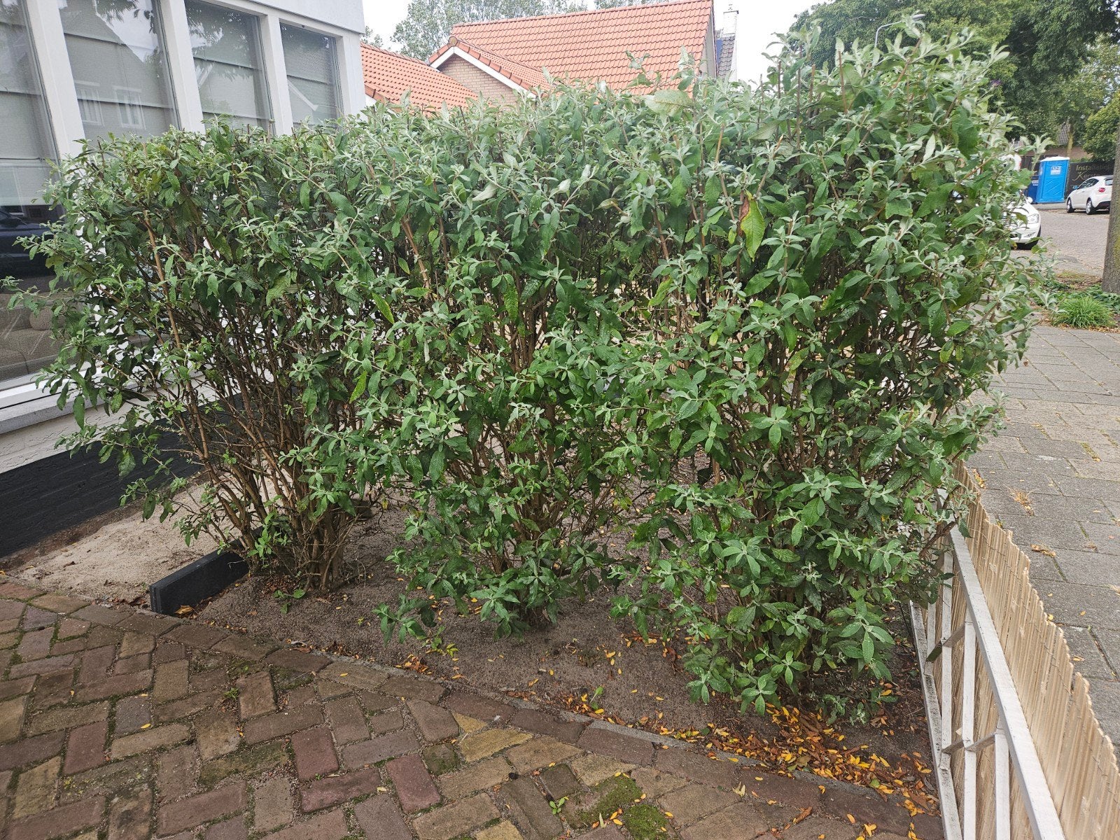 3 stuks Vlinderstruiken, Tuin en Terras, Ophalen, Overige soorten, Struik, 100 tot 250 cm