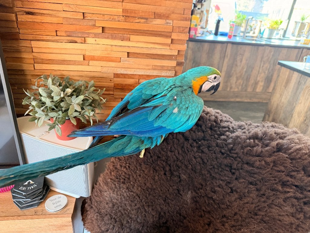 Blauw gele ara, Dieren en Toebehoren, Vrouwelijk, Papegaai, Tam