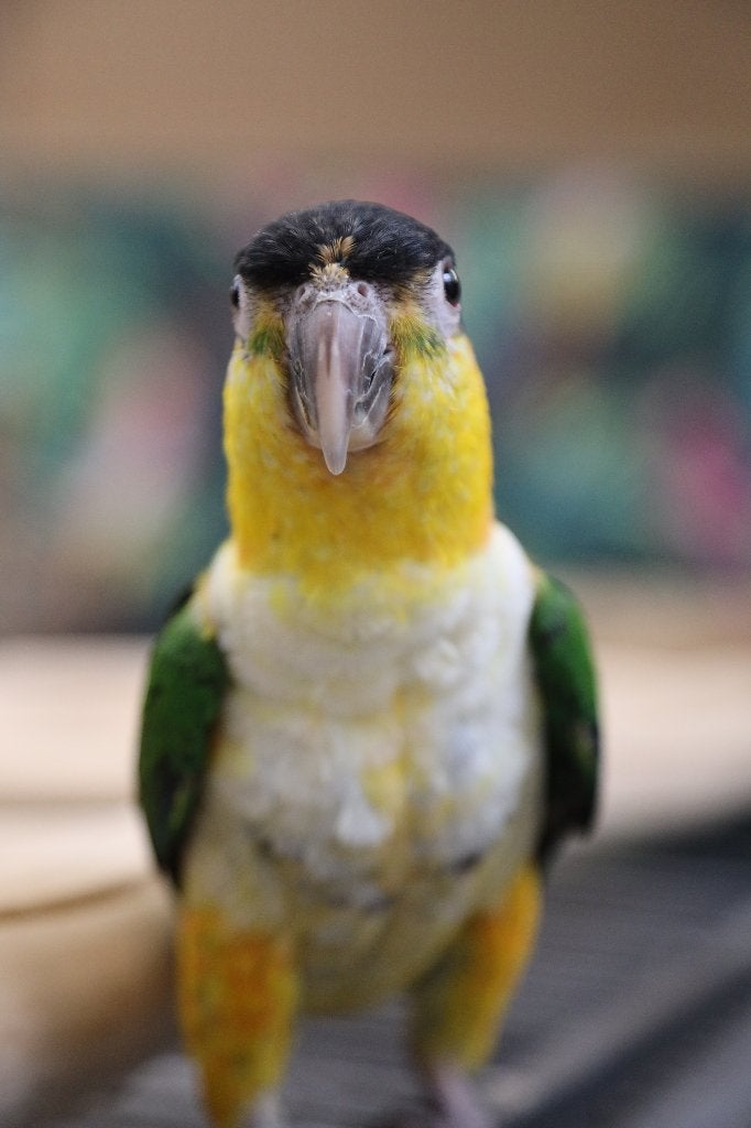 Jonge Baby Zwartkop Caique´s | getest | Speels | Handtam