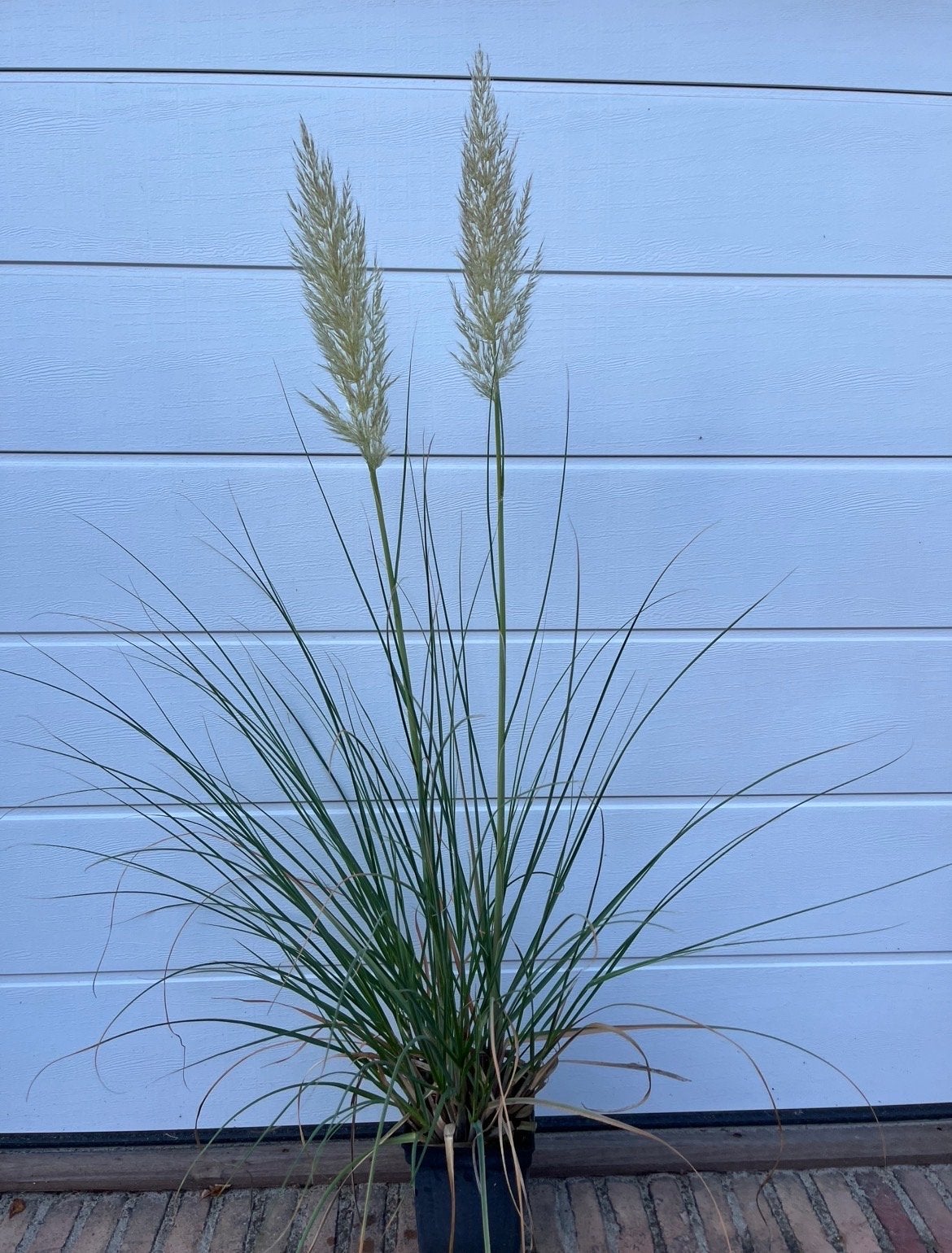 Dwergpampasgras (Cortaderia selloana 'Pumila'), Tuin en Terras, Ophalen, Volle zon, Vaste plant, Siergrassen
