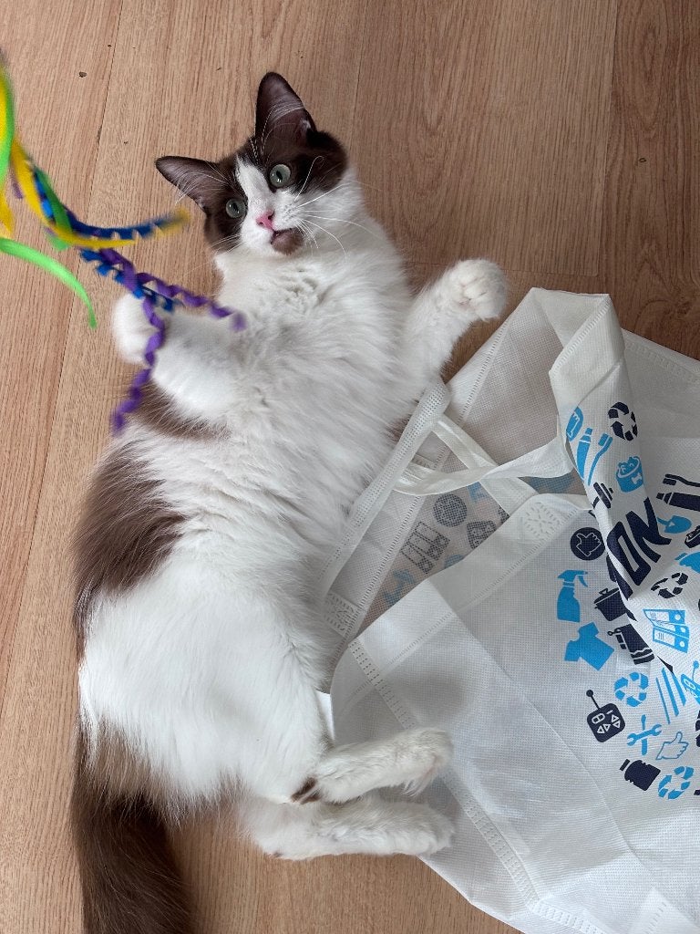 Lieve, aanhankelijke Ragdoll incl. veel toebehoren, Dieren en Toebehoren, Katten en Kittens | Raskatten | Langhaar, Poes, Gechipt