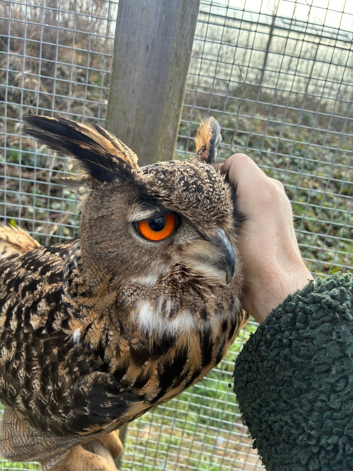 Oehoe uil handtam, Dieren en Toebehoren, Vogels | Overige Vogels, Mannelijk, Roofvogel, Geringd