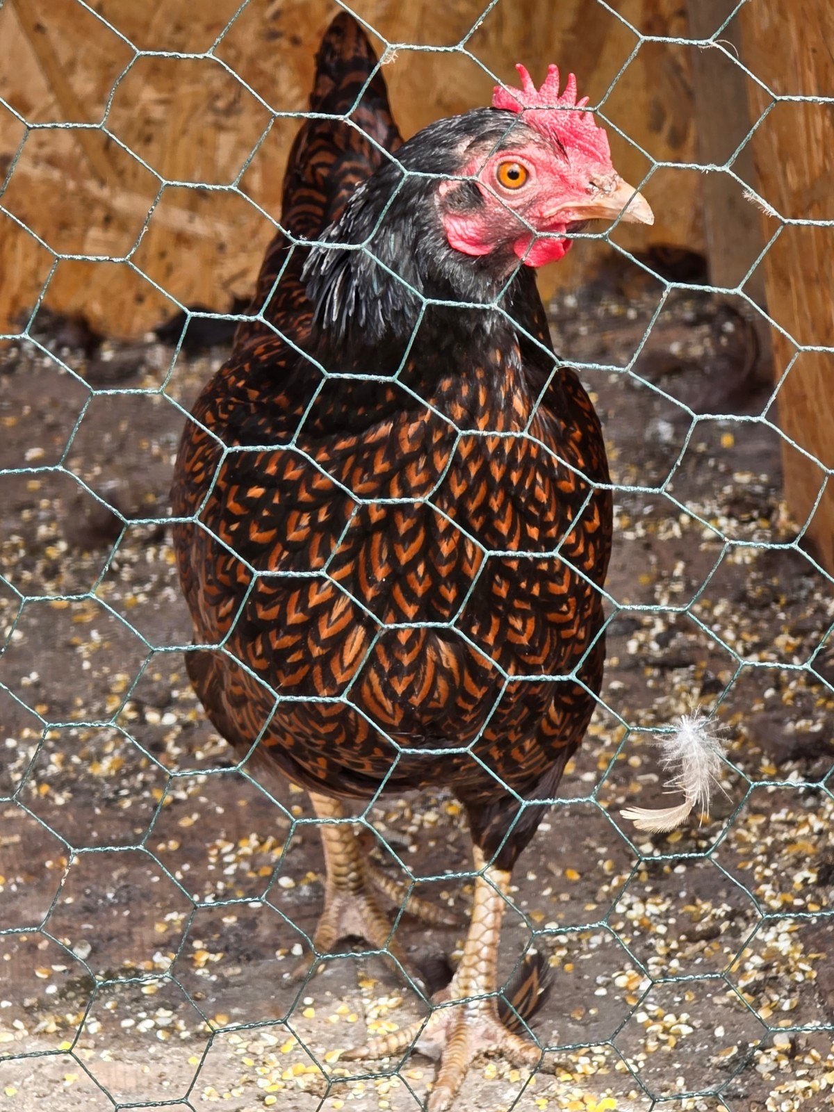 Barnevelder kippen 2 kippen, Dieren en Toebehoren, Pluimvee, Vrouwelijk, Kip