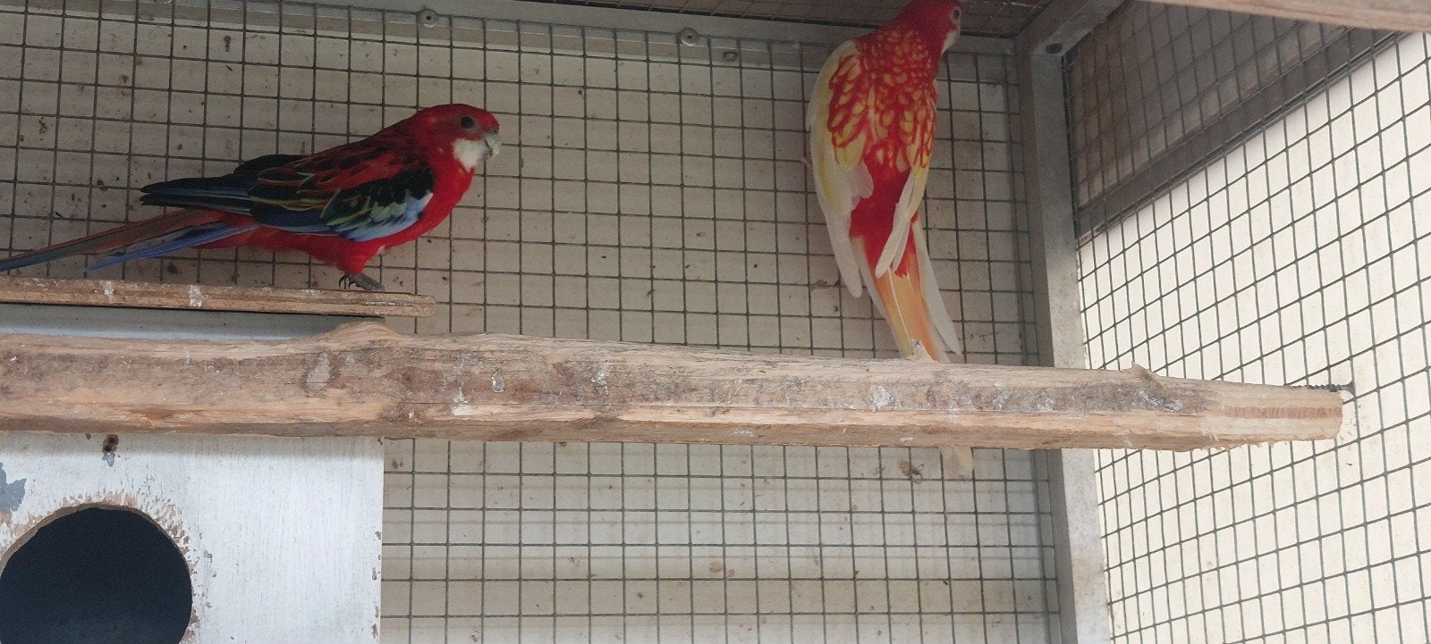 1 stel Rosella's waarvan de pop een robino is met 3 jongen v