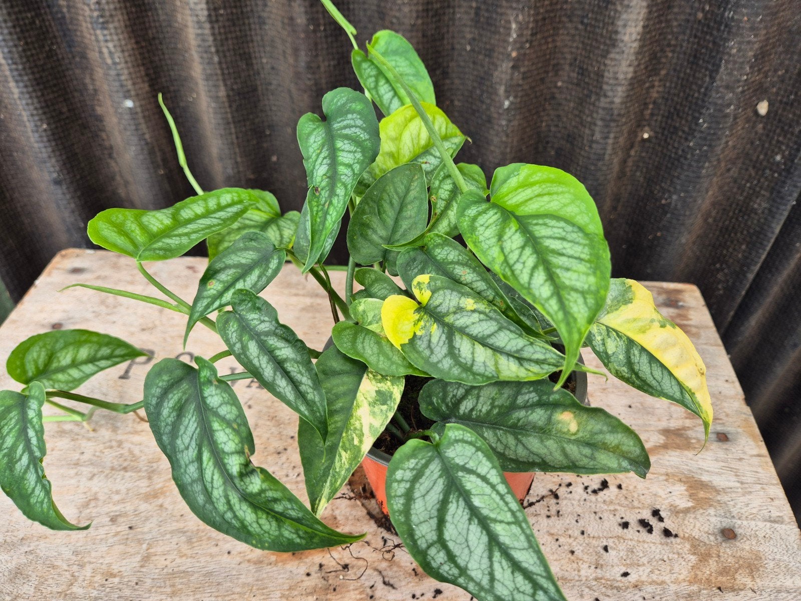 Monstera Siltepecana Aurea Variegata p12 (D)