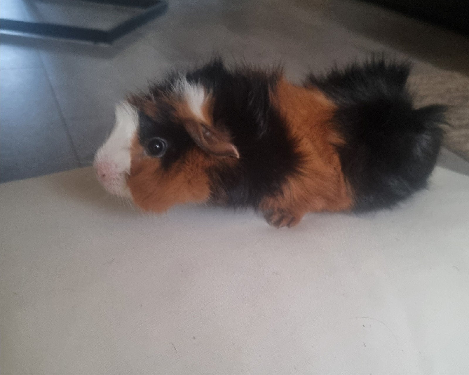 Us teddy/ borstel, Dieren en Toebehoren, Mei, Vrouwelijk, Cavia