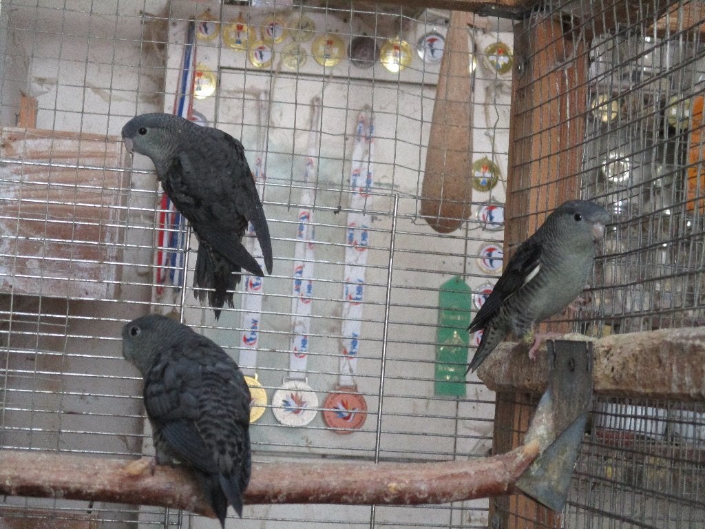 Catharina Parkieten, Dieren en Toebehoren, Vogels | Parkieten en Papegaaien, Mannelijk, Parkiet, Geringd