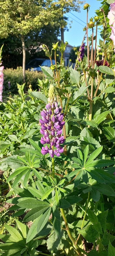 Lupine lulu blue shades , 1,80 euro per plantje, Volle zon, Vaste plant, Zomer, Ophalen