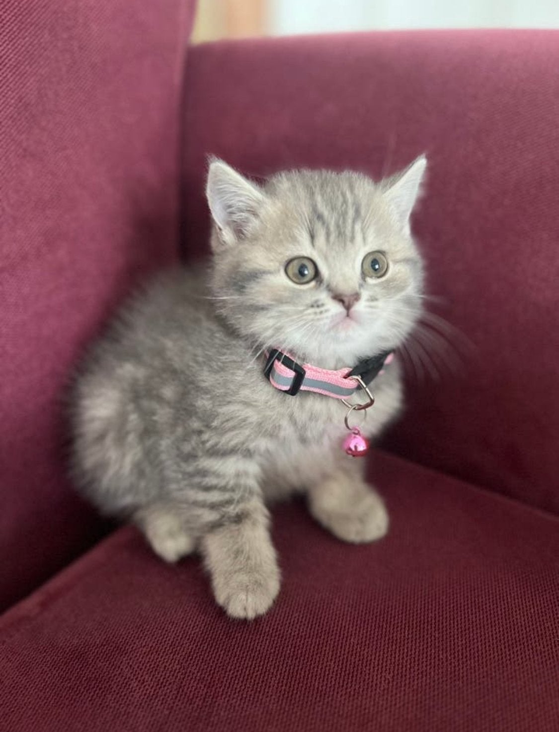 Britshe kort haar kittens, Meerdere dieren