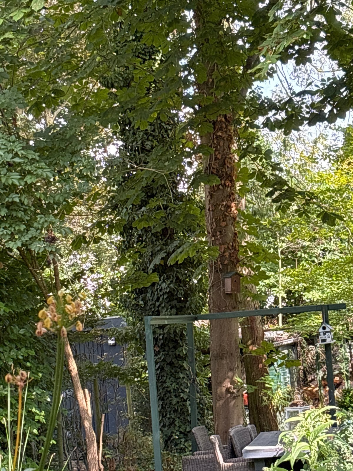 Twee coniferen en dode loofboom gratis af te halen, Tuin en Terras, Bloeit niet, Overige soorten, 400 cm of meer, Ophalen