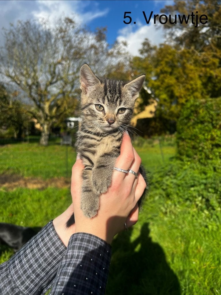 Kittens te koop, Dieren en Toebehoren, Meerdere dieren, 0 tot 2 jaar