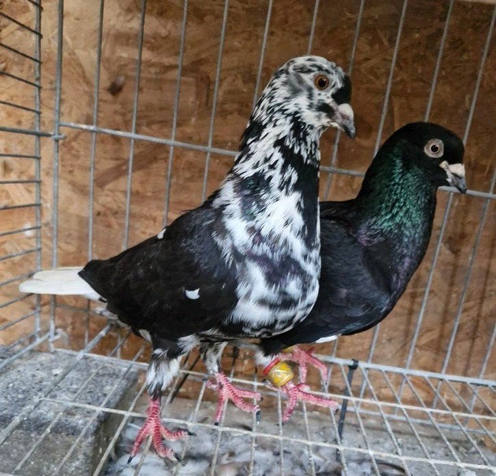Koppel, Dieren en Toebehoren, Meerdere dieren, Overige soorten