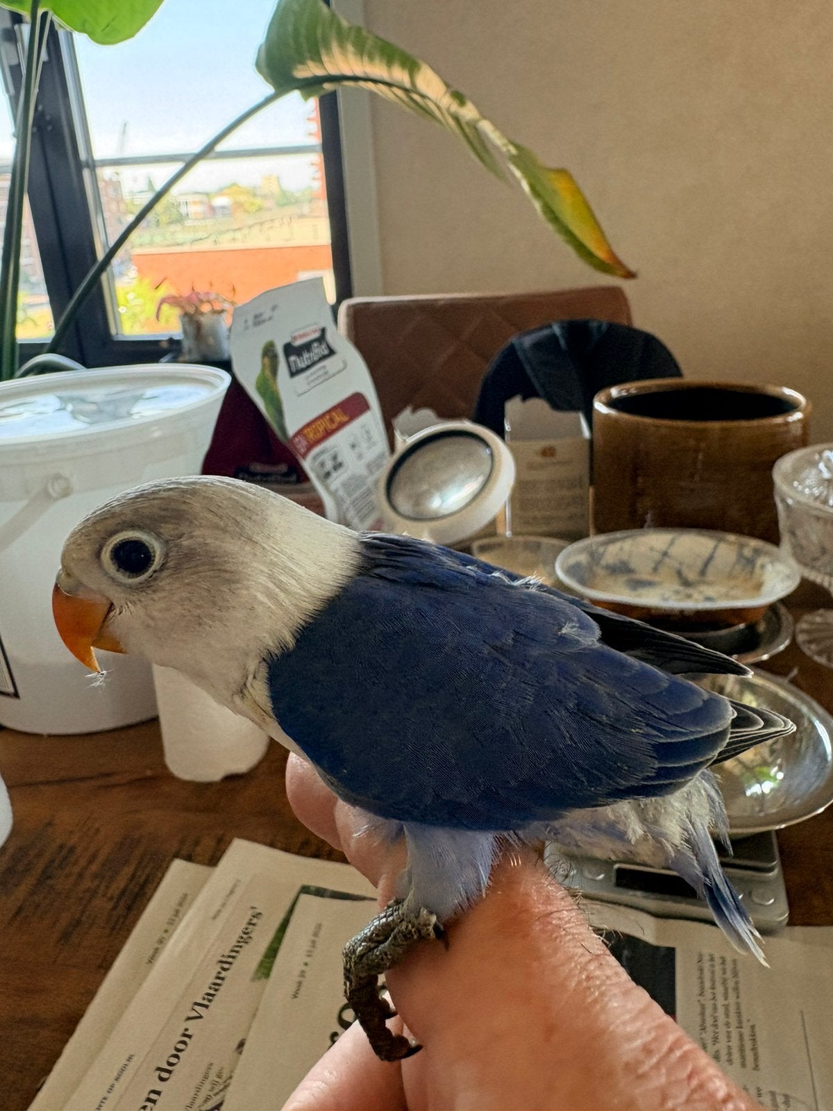 Te koop agapornis baby’s, Vrouwelijk, Dwergpapegaai of Agapornis, Geringd