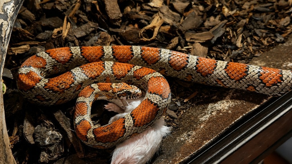 Rattenslang wildkleur: Man, incl terrarium Rat Snake photo 3