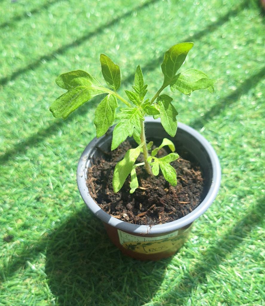 Diverse Groenteplantjes: Tomaten, Komkommers, Pompoenen, Ophalen, Eenjarig, Groenteplanten, Volle zon