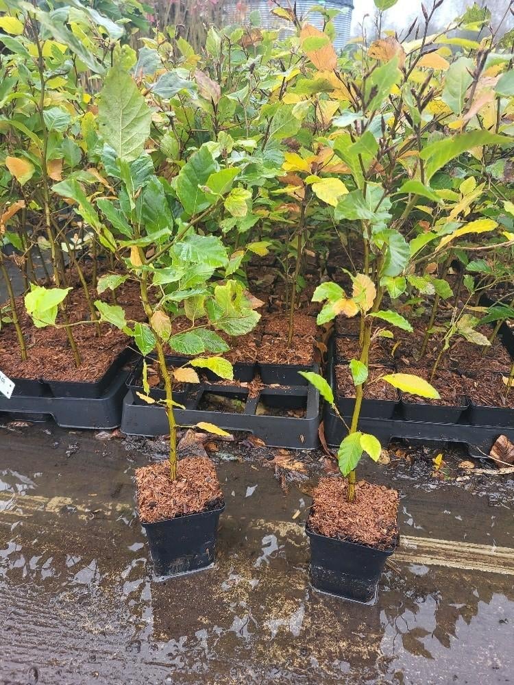 HAAG BEUKENHAAG Fagus sylvatica P9 kluit vanaf € 1,50 Beuken, Overige soorten, Vaste plant, Ophalen of Verzenden, Halfschaduw