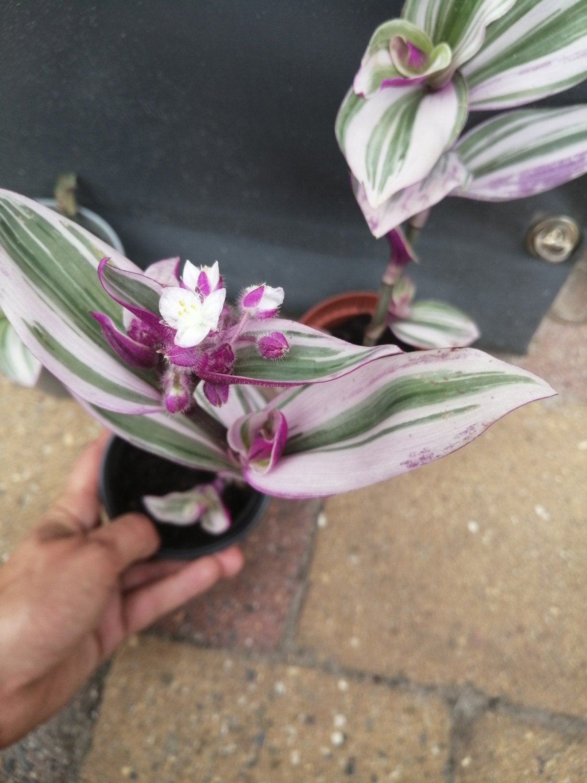 3 tradescantia nanouk stekken, Ophalen, Halfschaduw, Minder dan 100 cm