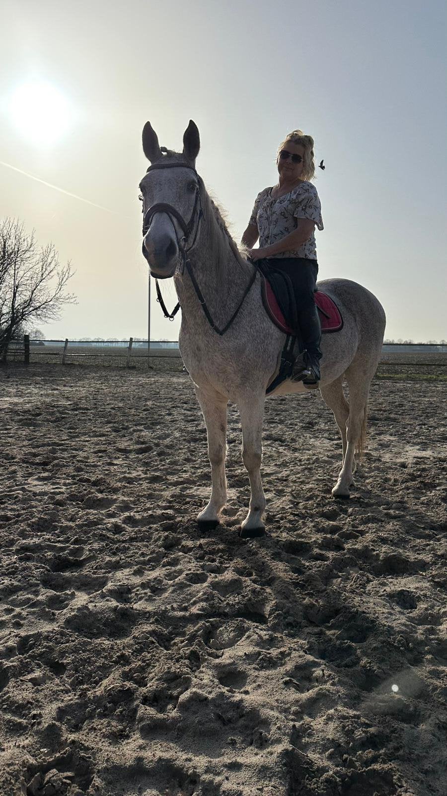Paard en pony zoeken forever home., Dieren en Toebehoren, Ruin, Recreatiepaard
