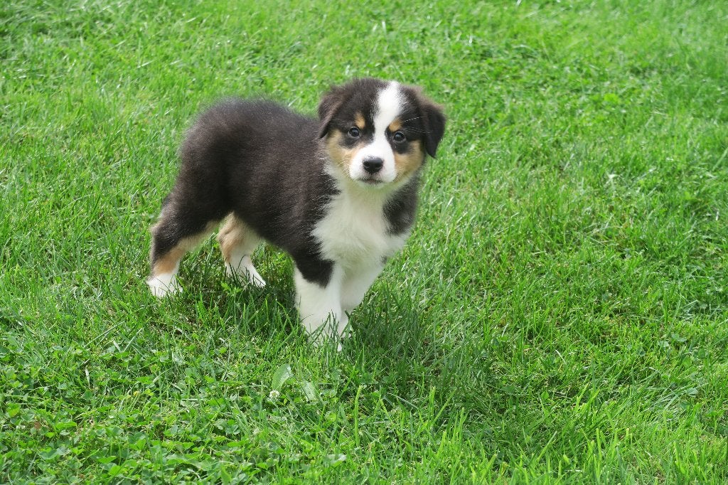 Black Tri Australian Shepherd pups, Nederland, CDV (hondenziekte), 8 tot 15 weken, Meerdere
