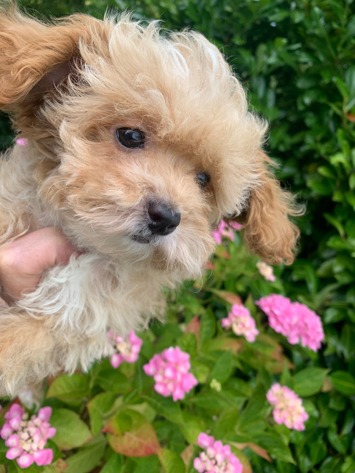 Schitterende Mini  Maltipoo pup, Dieren en Toebehoren, Parvo, 8 tot 15 weken, Eén hond, Nederland