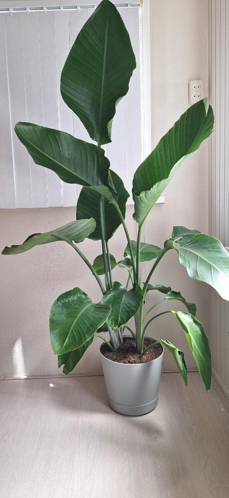 Grote Strelitzia zoekt een nieuwe huis, Huis en Inrichting, Kamerplanten, Ophalen, Overige soorten, Halfschaduw, In pot