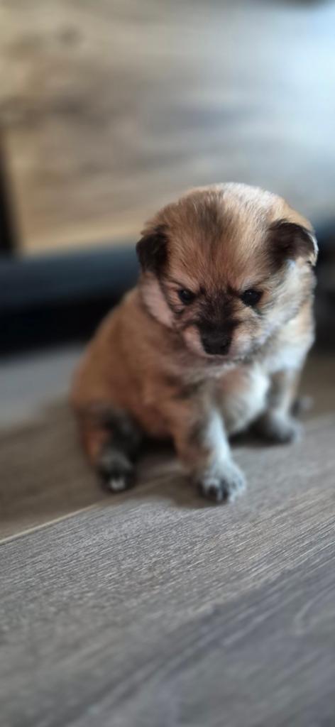 Pomeriaan pups, Dieren en Toebehoren, Honden | Chihuahua's en Gezelschapshonden, Overige rassen, 8 tot 15 weken, Meerdere, Meerdere dieren