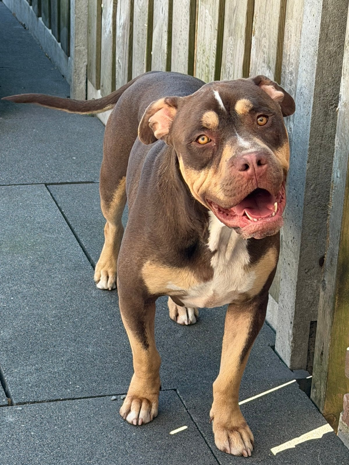 American Bully Tri Color, 1 tot 2 jaar, Eén hond, Nederland, Particulier