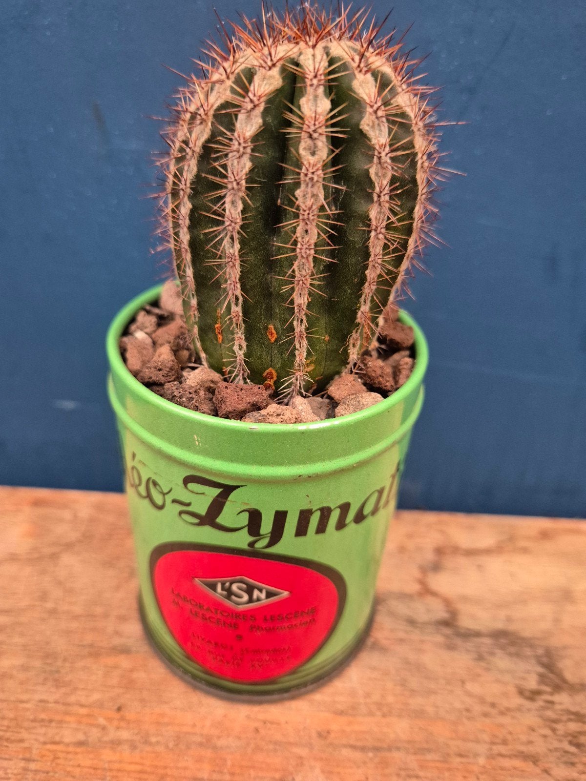 Cactus in blik p7 (3)