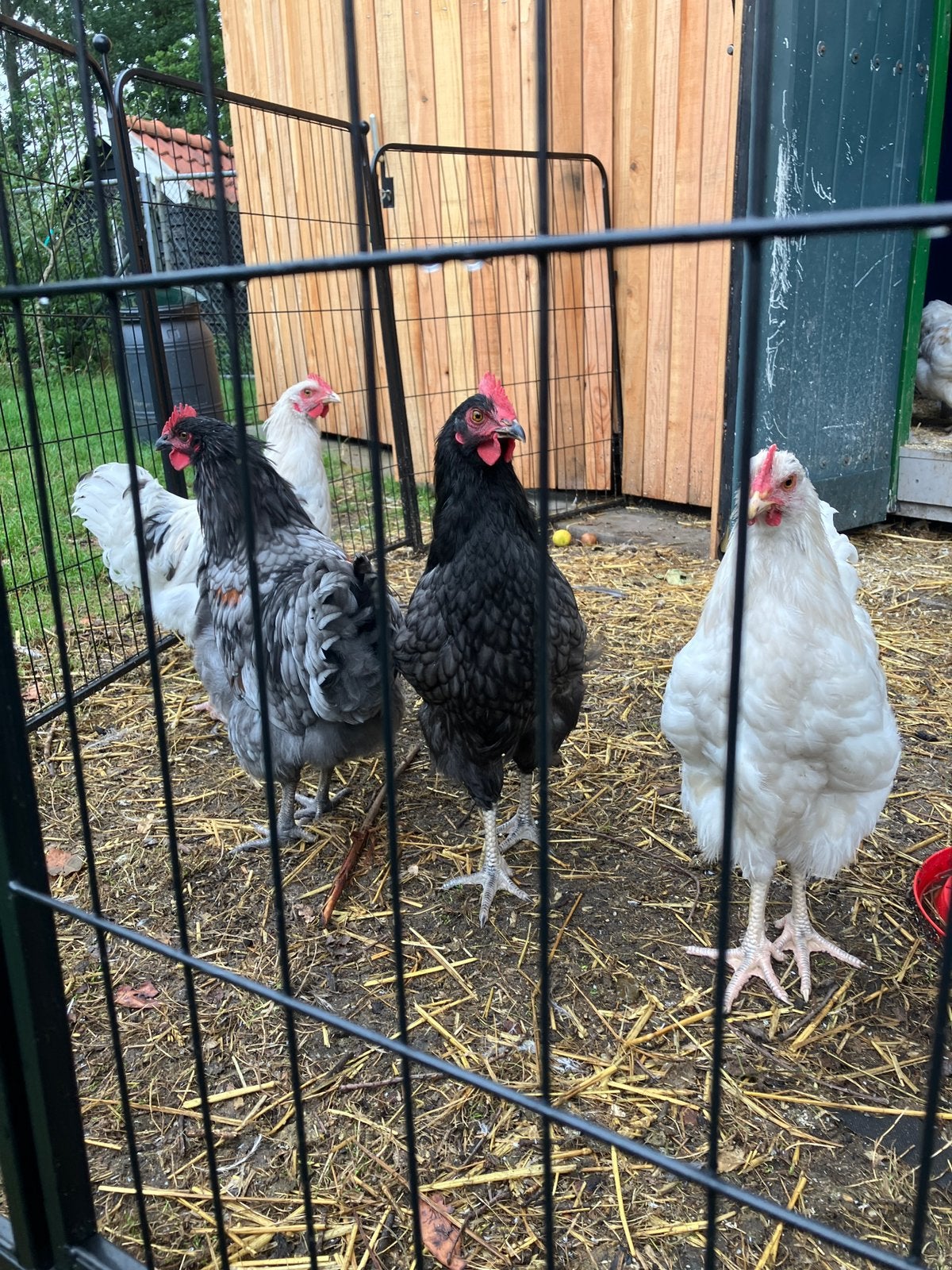 Orpington / lohman hanen, Dieren en Toebehoren, Pluimvee, Mannelijk, Kip