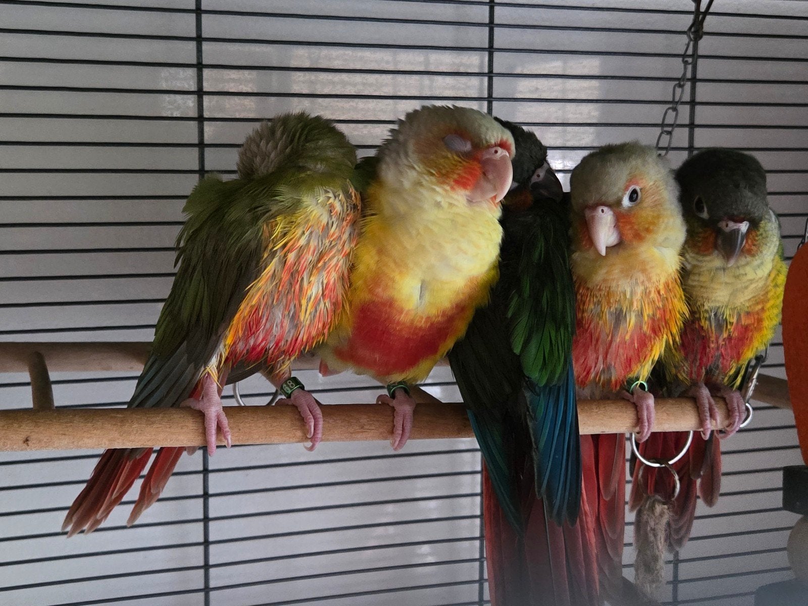 jonge pyrrhura's, Meerdere dieren, Parkiet, Tam