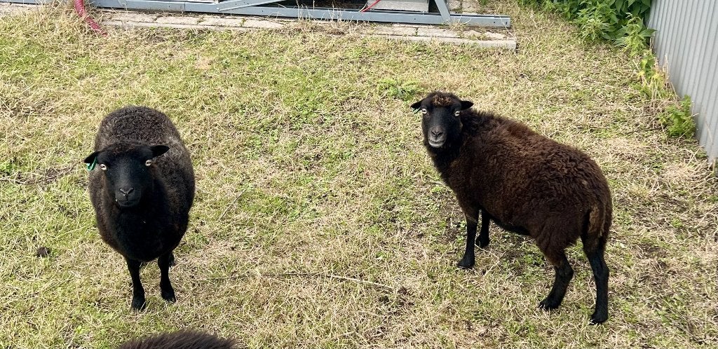 Quessant, Dieren en Toebehoren, Schapen, Geiten en Varkens, Vrouwelijk, Schaap, 3 tot 5 jaar