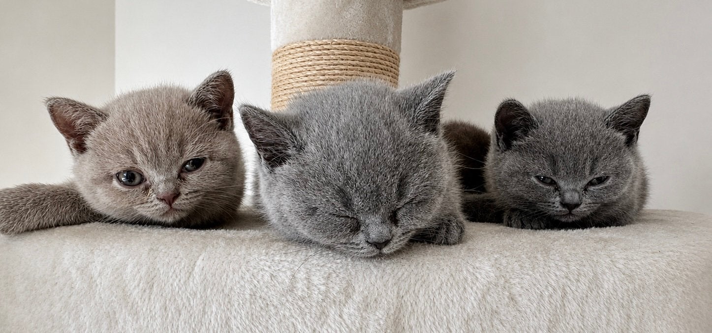 Brits korthaar kittens (Britse korthaar), Meerdere dieren, Met stamboom, 0 tot 2 jaar
