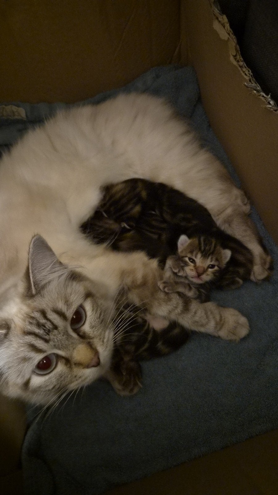 kittens kruising ragdoll nog 1 kater beschikbaar!, Meerdere dieren