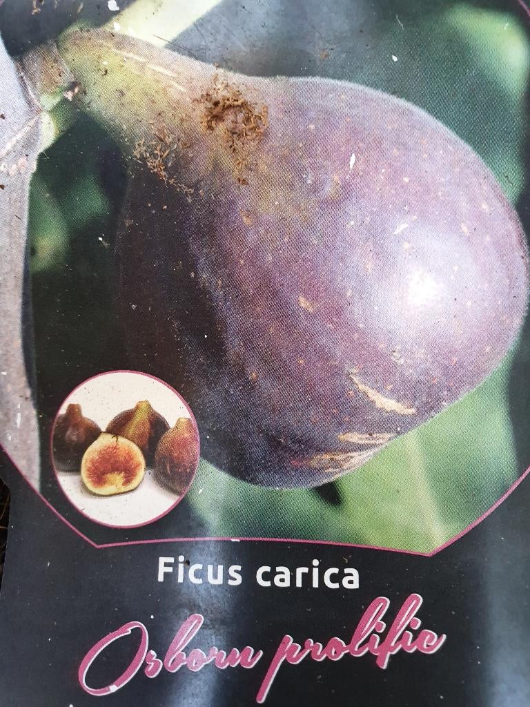 Vijgen struiken mooi in tuin en heerlijke vijgen, Tuin en Terras, Planten | Fruitbomen, Overige soorten, Minder dan 100 cm, Volle zon