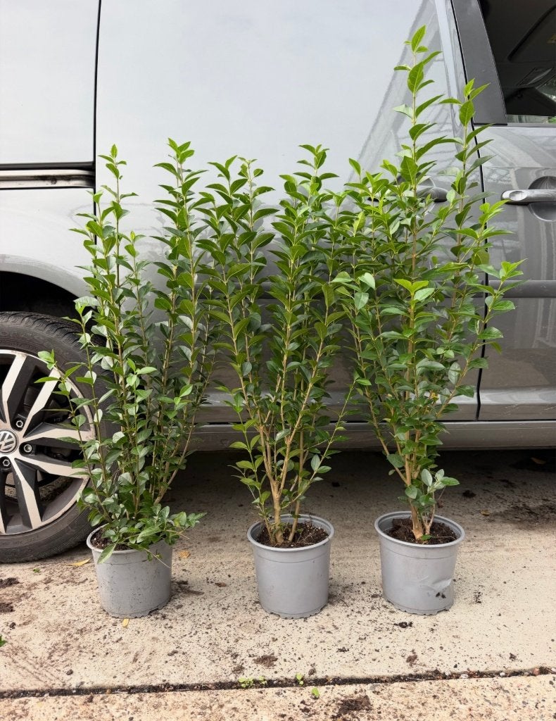 mooie Ligustrum groenblijvende liguster ovalifolium, Ophalen of Verzenden, Liguster, Minder dan 100 cm