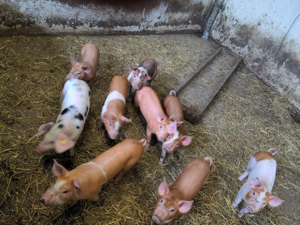 Pitrain-Husumer-Bonte bentheimer biggen ca. 7 week mogen weg, Dieren en Toebehoren, Meerdere dieren, Varken, 0 tot 2 jaar