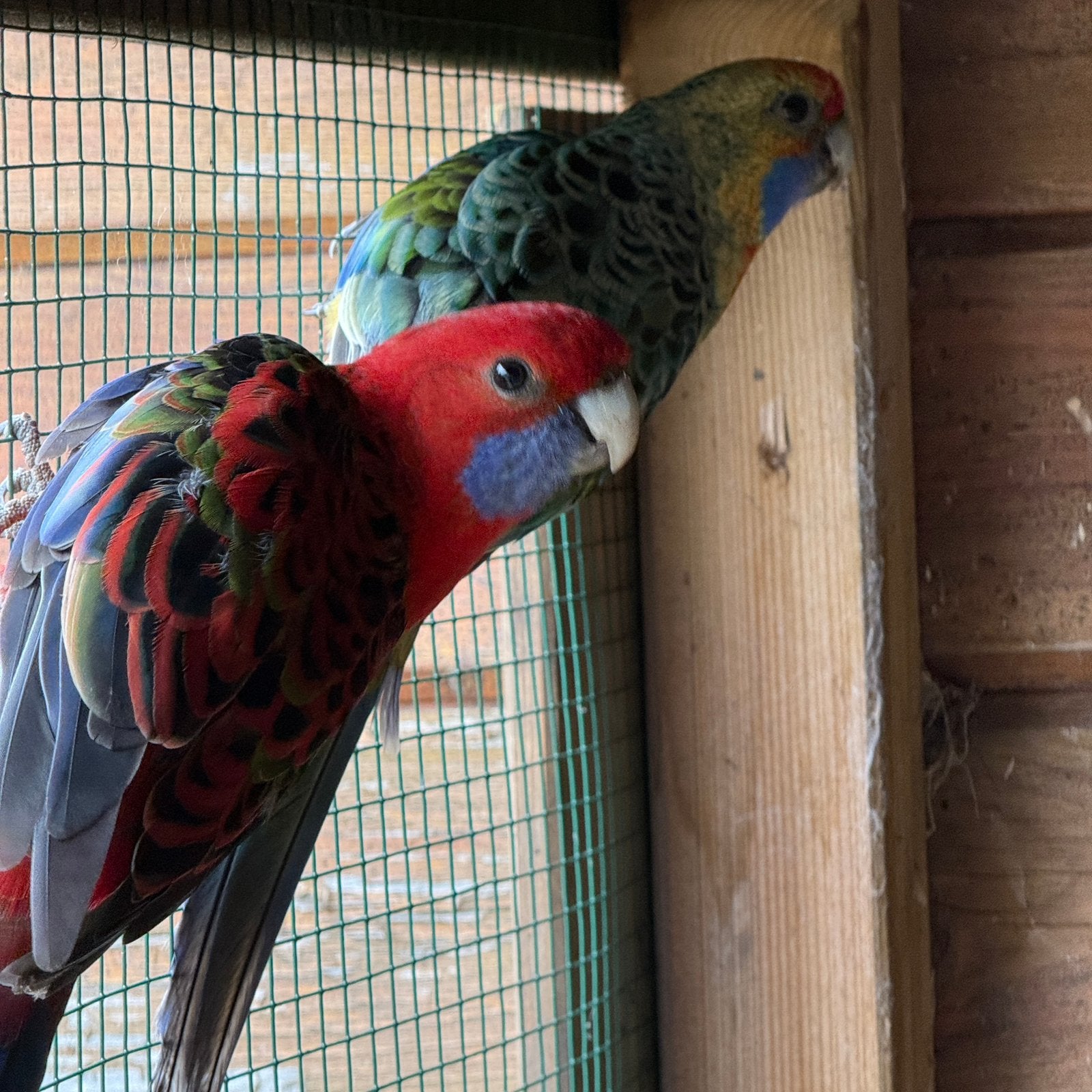 Pennat en Adelaide Rosella, Dieren en Toebehoren, Vogels | Parkieten en Papegaaien, Meerdere dieren, Papegaai, Geringd