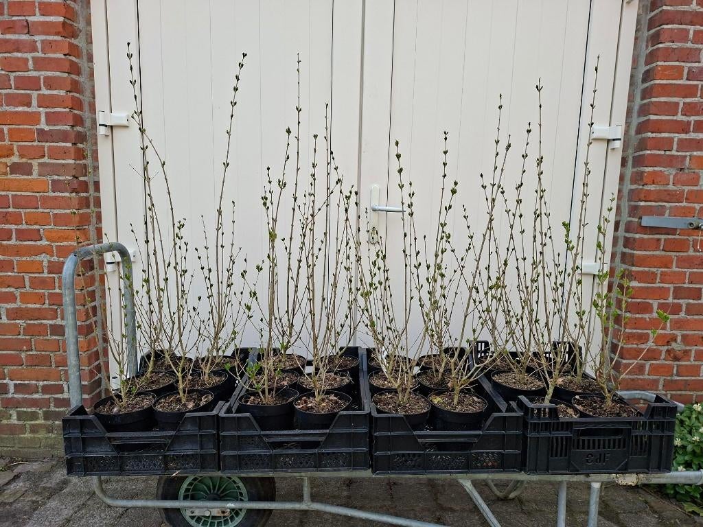 Mooie Ligustrum Ovalifolium (Liguster) haagplant!, Ophalen, Overige soorten, Volle zon