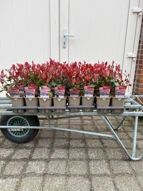 Photinia fraseri ‘Little Red Robin, glansmispel, Ophalen, Overige soorten, 100 tot 250 cm
