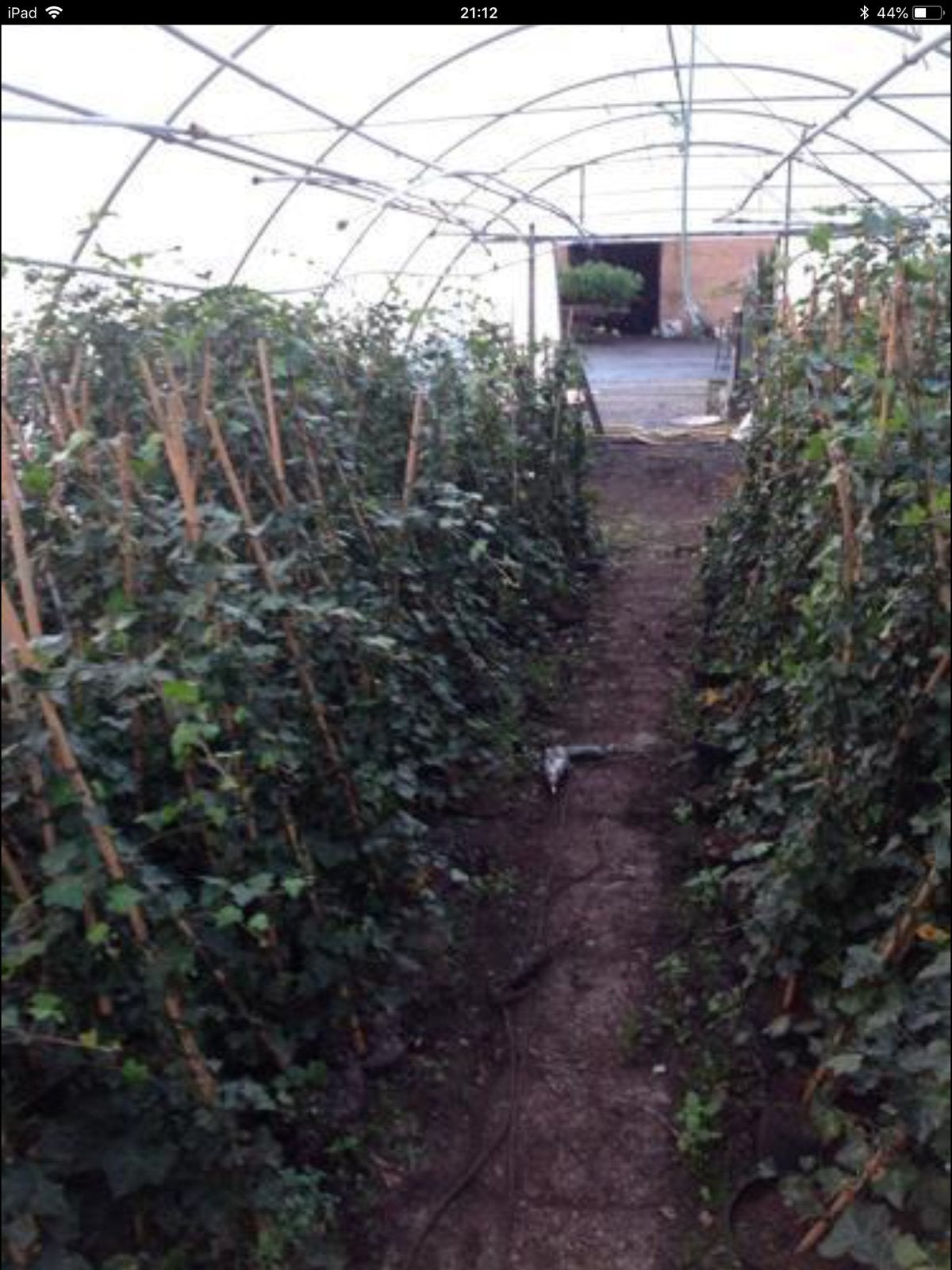 Hedera Hibernica - Klimop - diverse maten, Ophalen, Overige soorten, 100 tot 250 cm