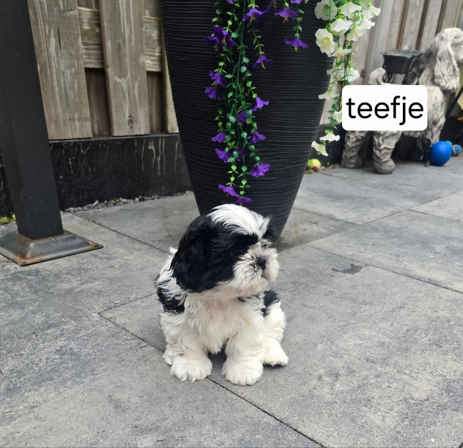 Te koop raszuivere shih-tzu pups met fci stamboom, Dieren en Toebehoren, Honden | Chihuahua's en Gezelschapshonden, Parvo, Overige rassen