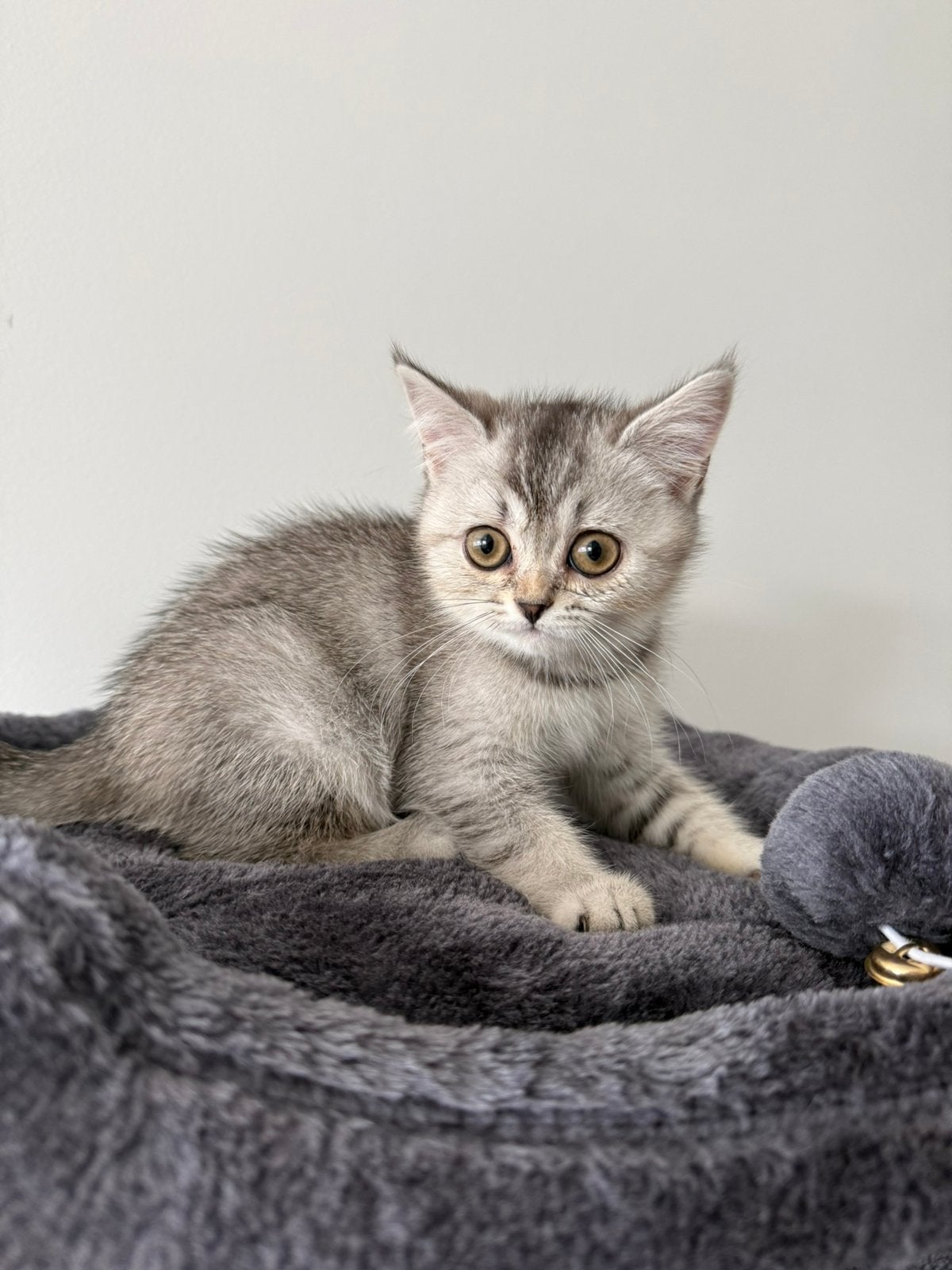 Britse korthaar kittens