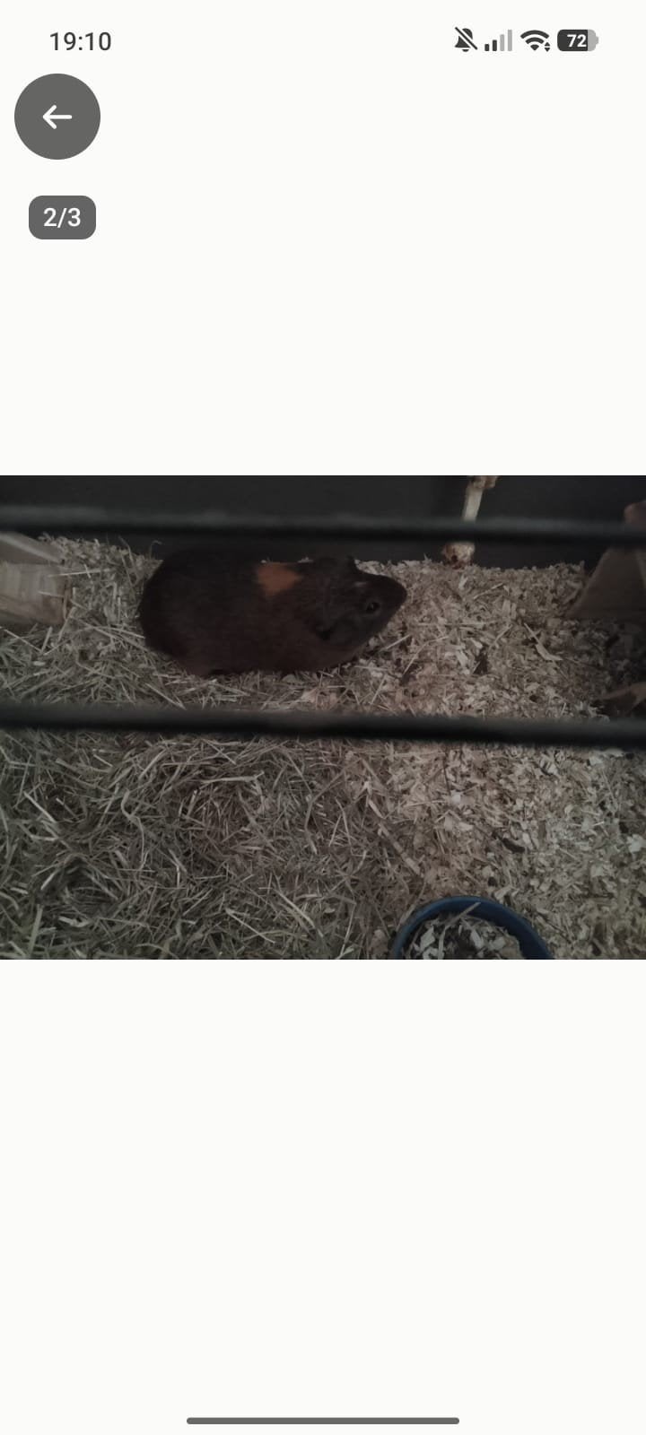 2 lieve cavias zoeken goed huisje, December, Mannelijk, Cavia