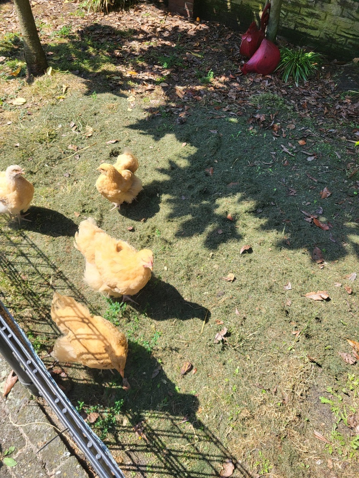 Gratis orpington buff jonge haan en hen (groot). handtam, Dieren en Toebehoren, Pluimvee, Meerdere dieren, Kip