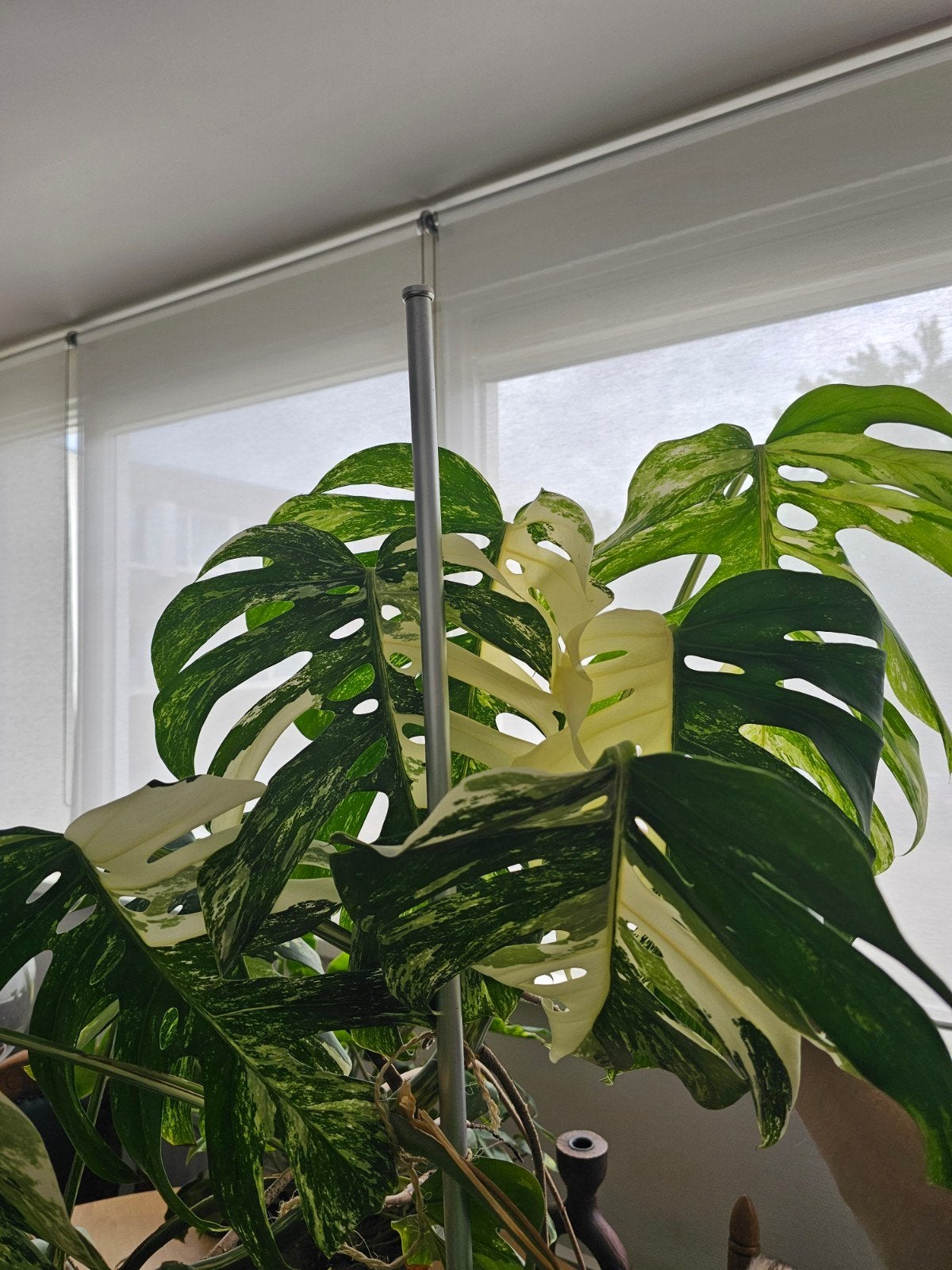 Monstera Variegata, Ophalen, Overige soorten, Volle zon