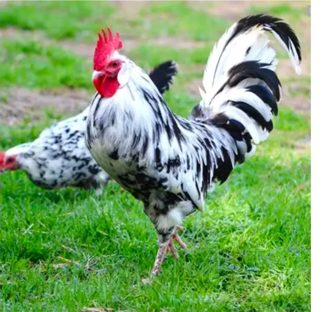 Bonte leghorn kippen, Dieren en Toebehoren, Pluimvee, Meerdere dieren, Kip