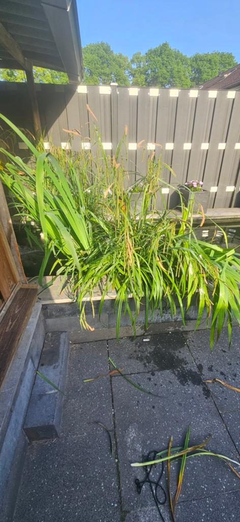 Vijverplanten  3 grote stuk  gratis af te halen, Tuin en Terras, Vijvers, Ophalen of Verzenden