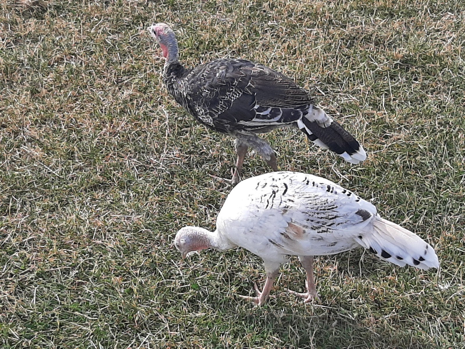 kalkoenen, Dieren en Toebehoren, Kalkoen