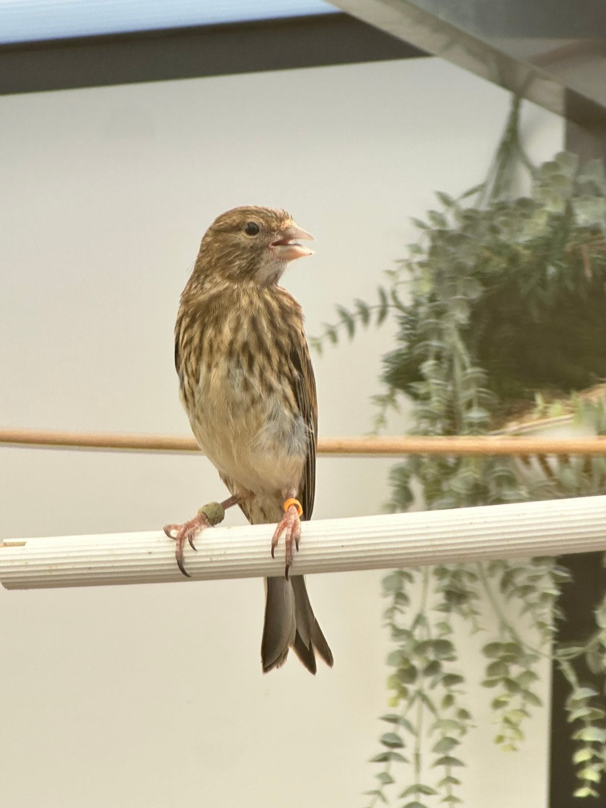 Kneu x kanarie bastaarden, Dieren en Toebehoren, Vogels | Overige Vogels, Mannelijk